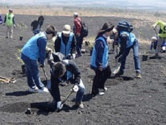 富士山の植樹